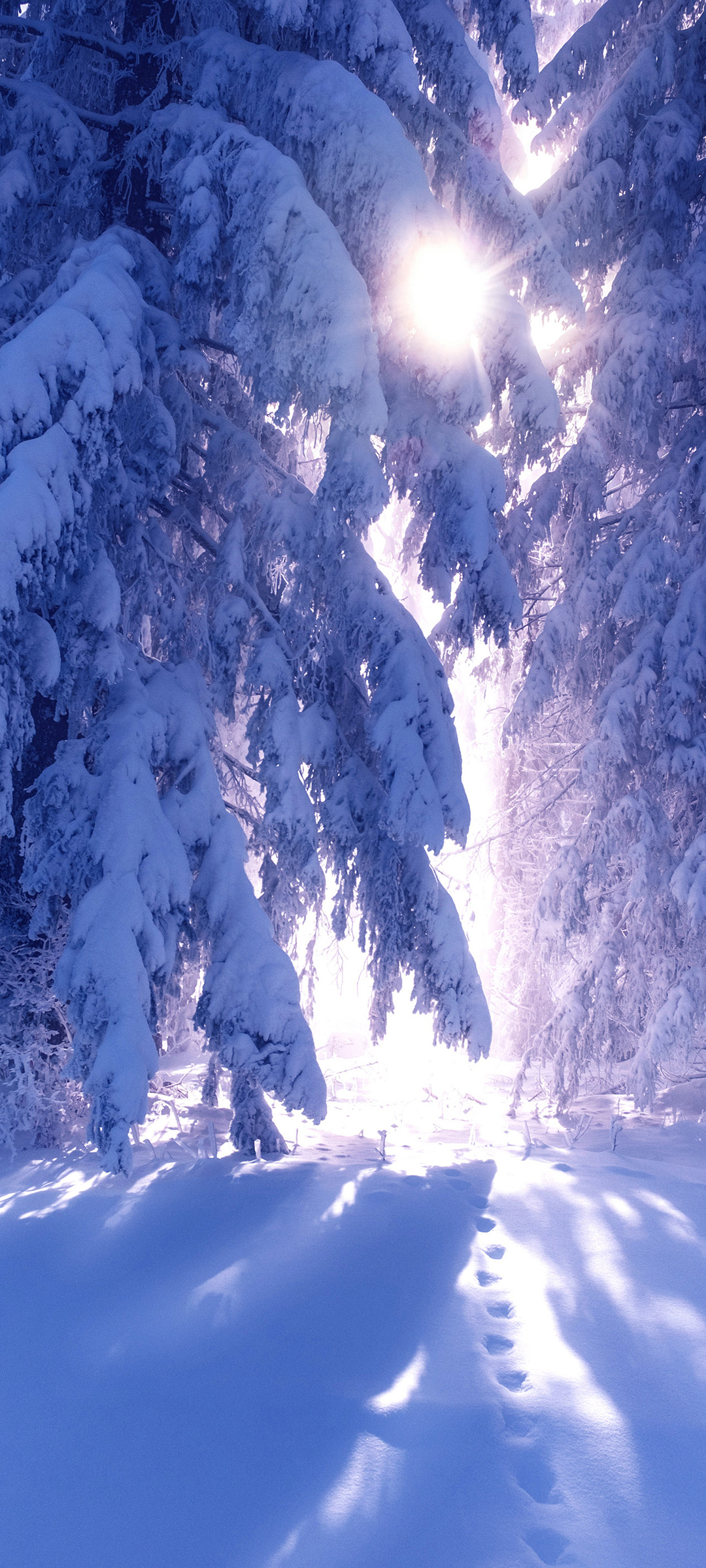 冬日雪景林光壁纸，高清美景，免费下载，装点你的手机屏幕