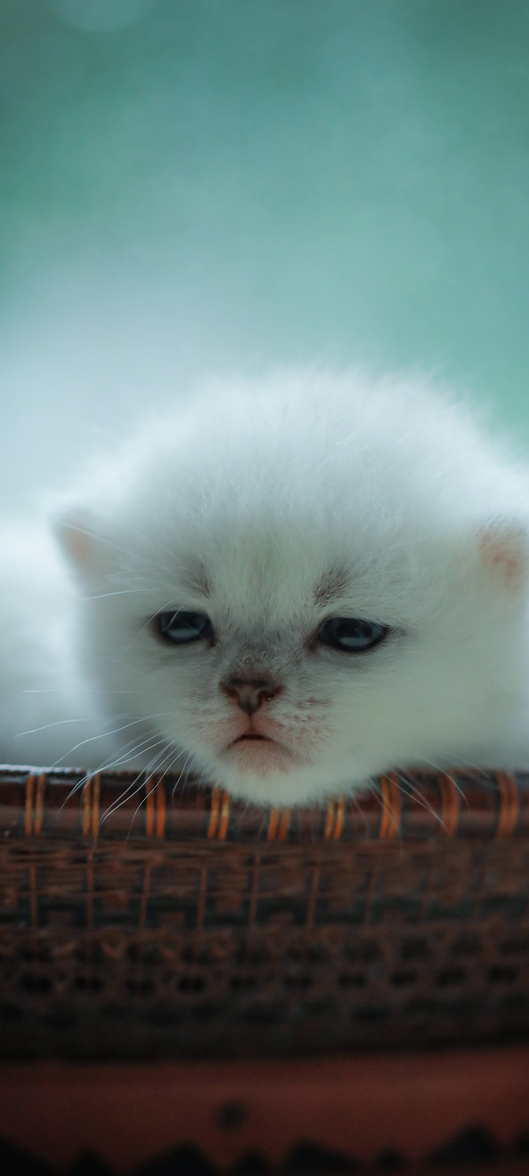 免费下载可爱白色小猫手机壁纸，精选动物主题美化你的手机界面