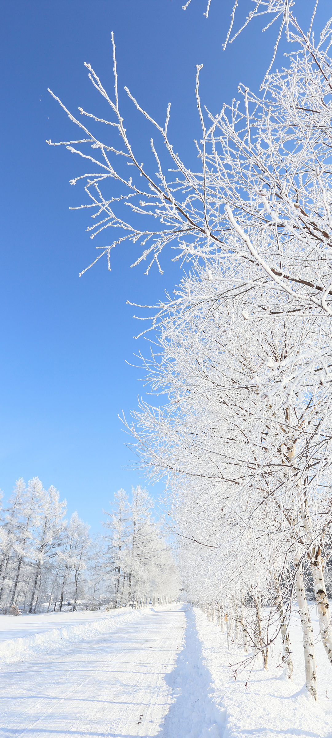 冬日雪景之美，树挂银装，路映洁白，风景如画——免费手机壁纸下载
