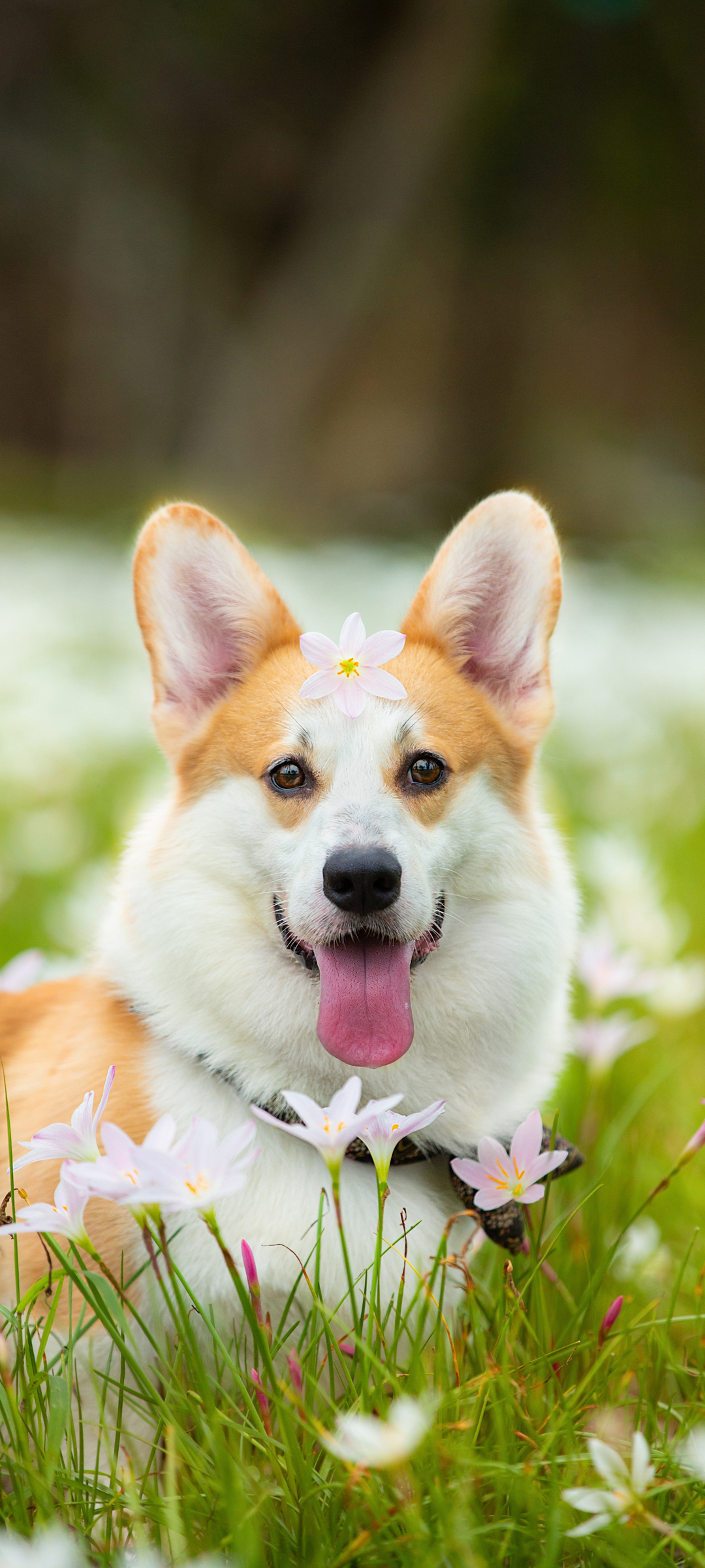 威尔士柯基犬手机壁纸，免费高清动物图片，一键下载！
