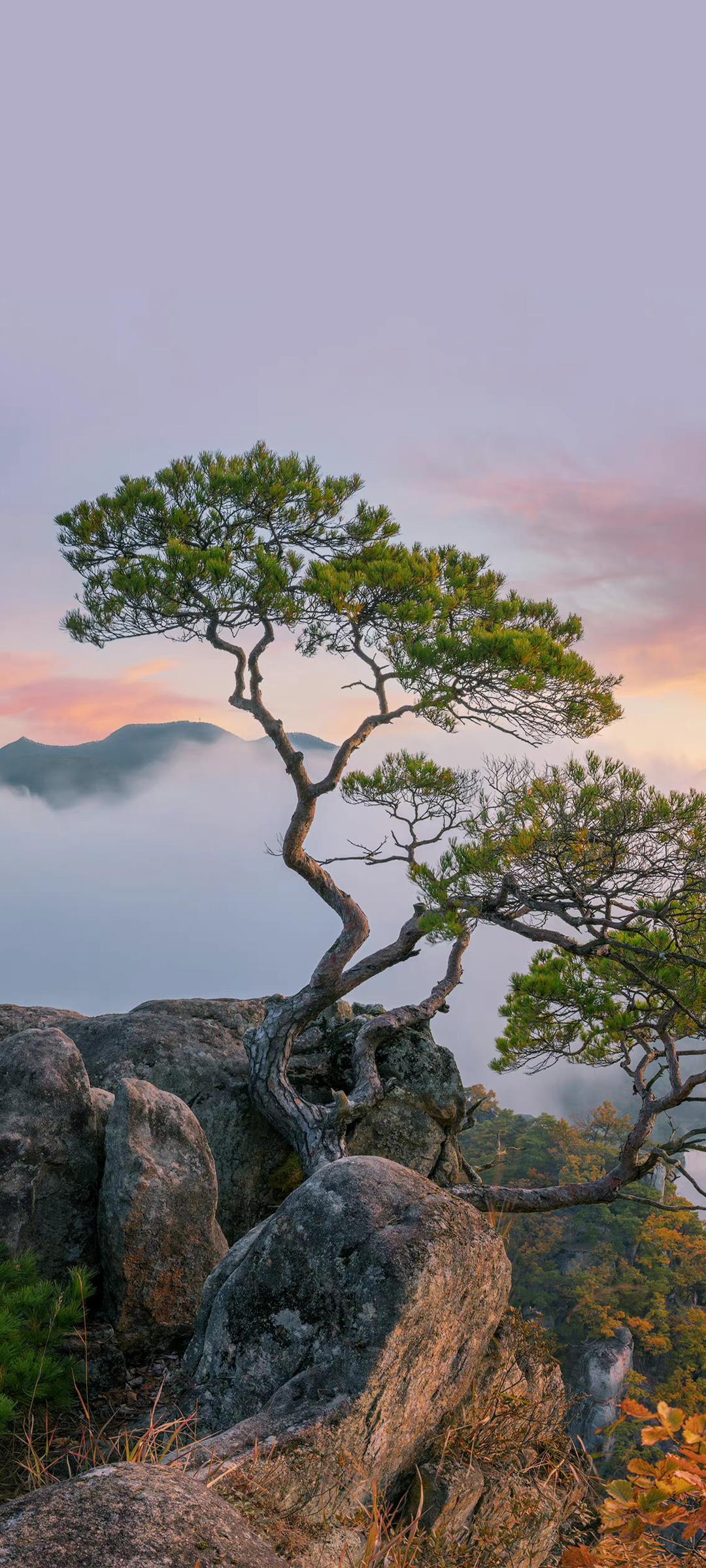 山景石韵，松涛轻拂——精选免费手机壁纸下载