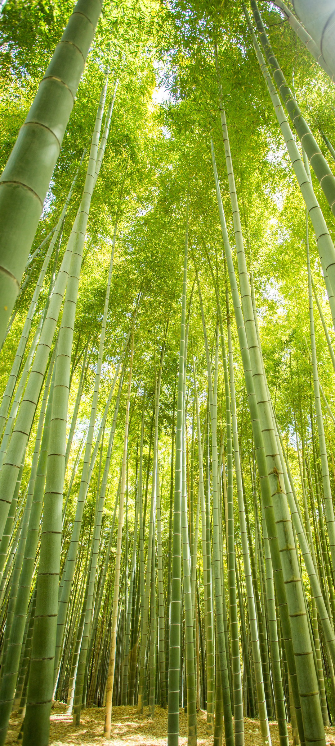 绿色竹林护眼美景，手机壁纸背景下载，免费欣赏！