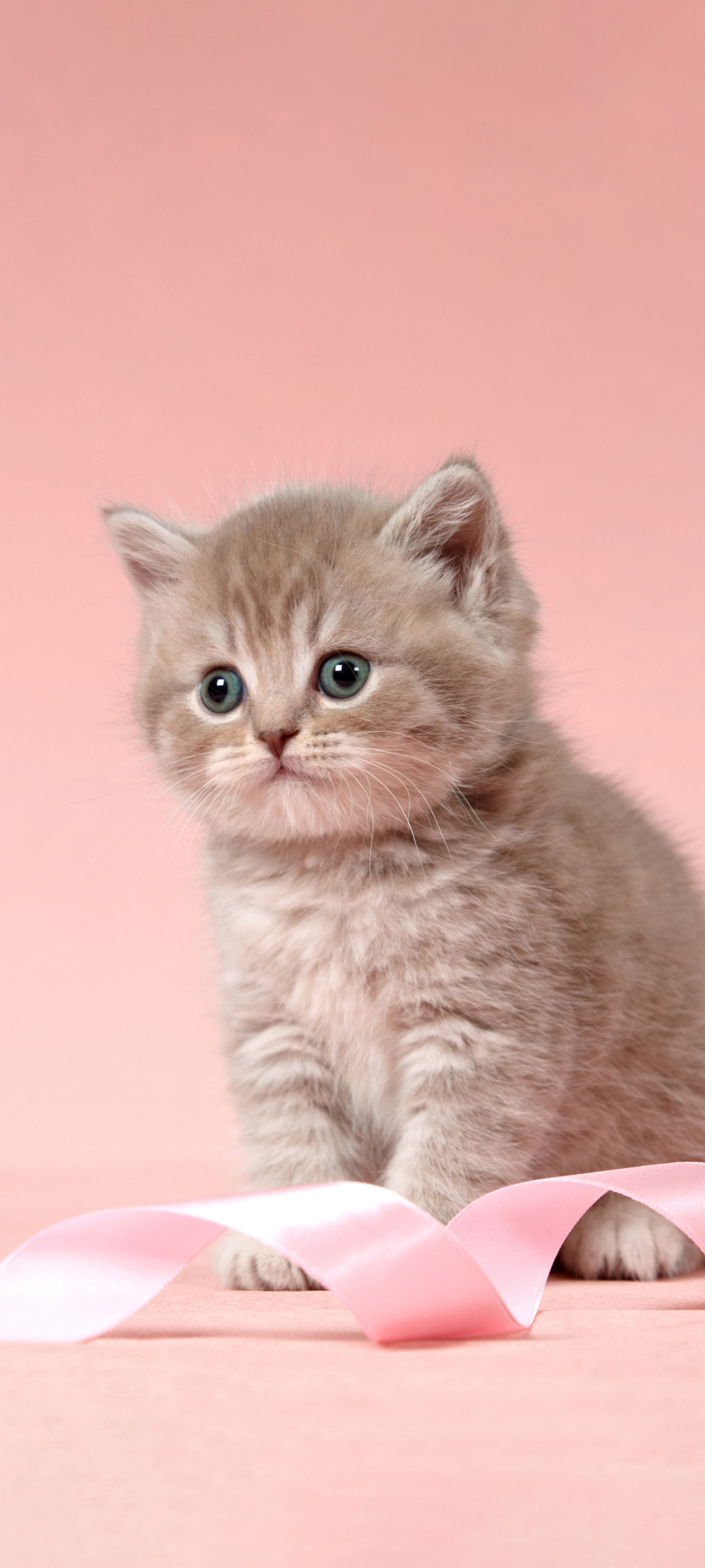 萌猫壁纸大放送，免费下载超可爱小猫手机壁纸图片！
