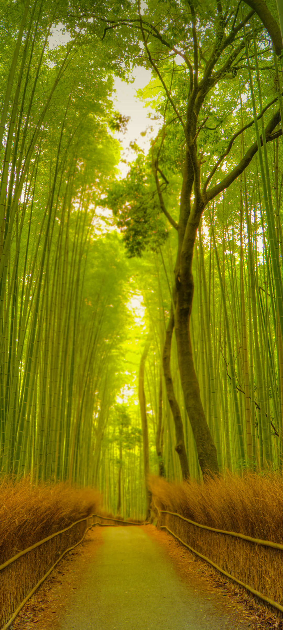 绿色护眼，竹林小道美景，免费手机壁纸下载欣赏