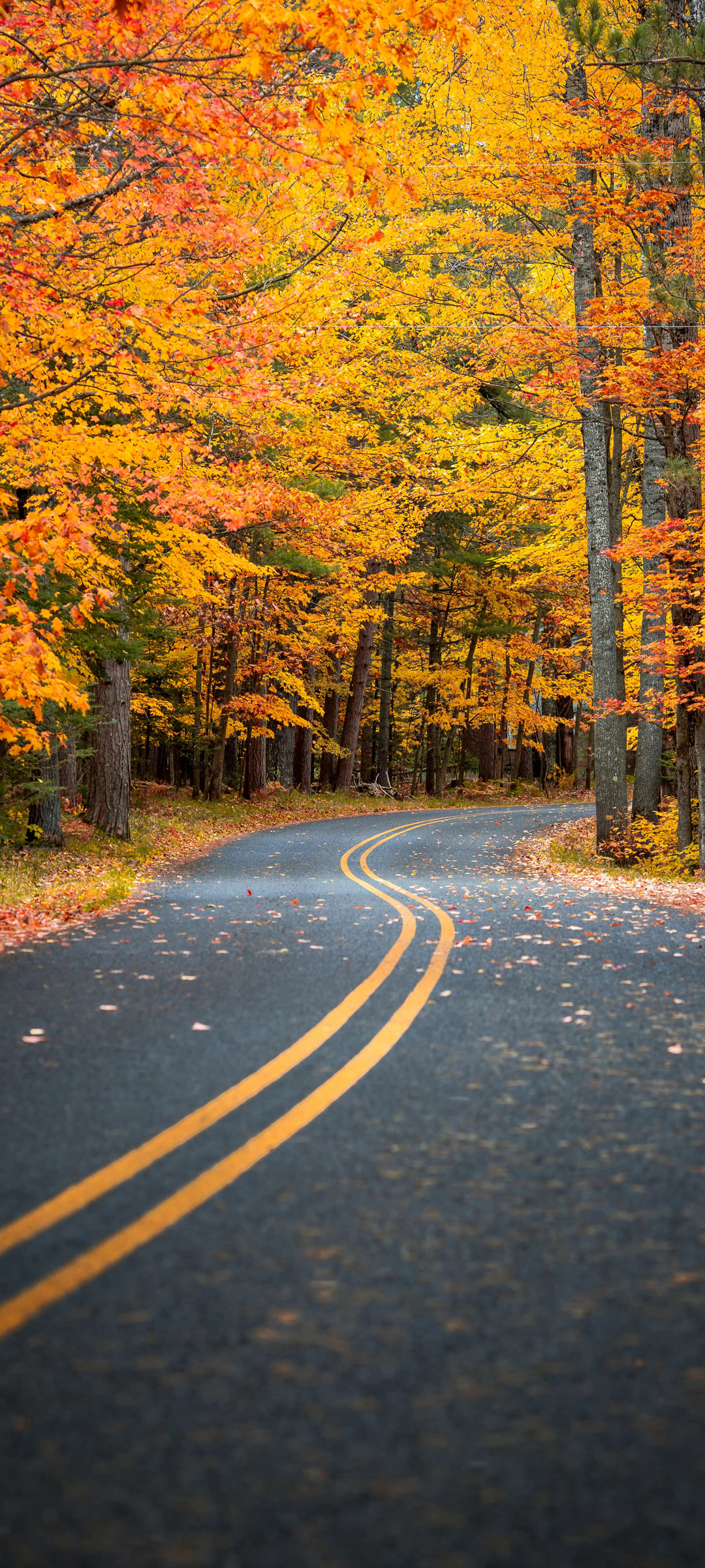 秋日公路美景，高清手机壁纸，免费下载，畅享自然风景