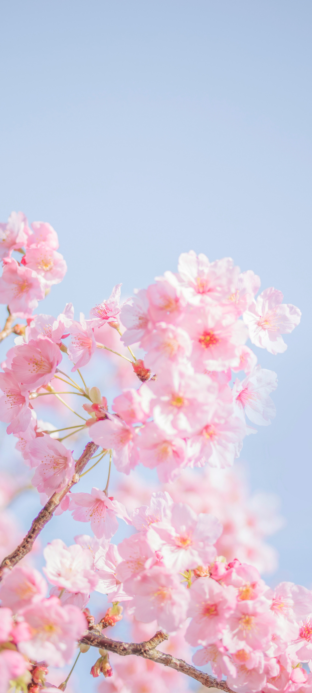 粉色樱花天空美景壁纸，免费手机壁纸高清下载