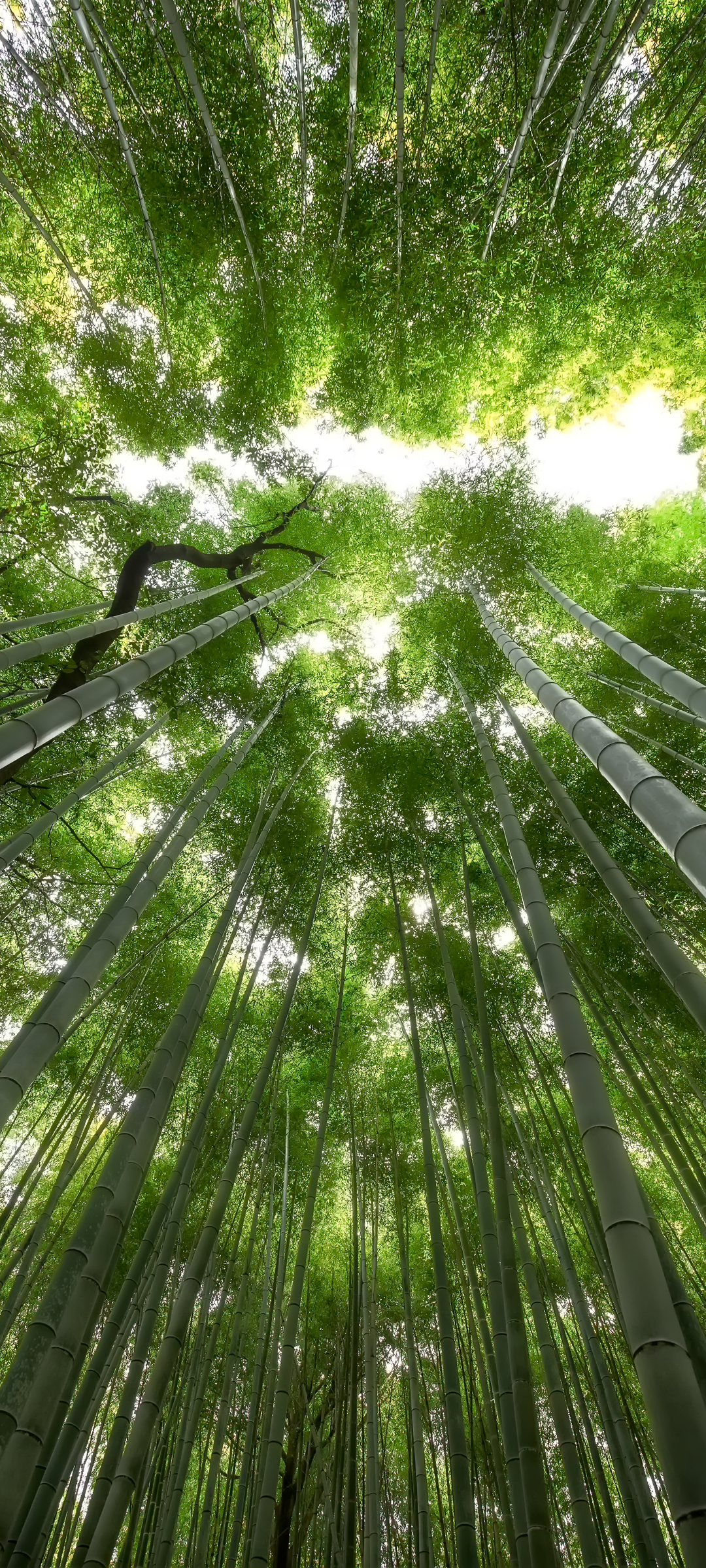 高清竹林风光，绝美手机壁纸，免费下载尽享自然之美