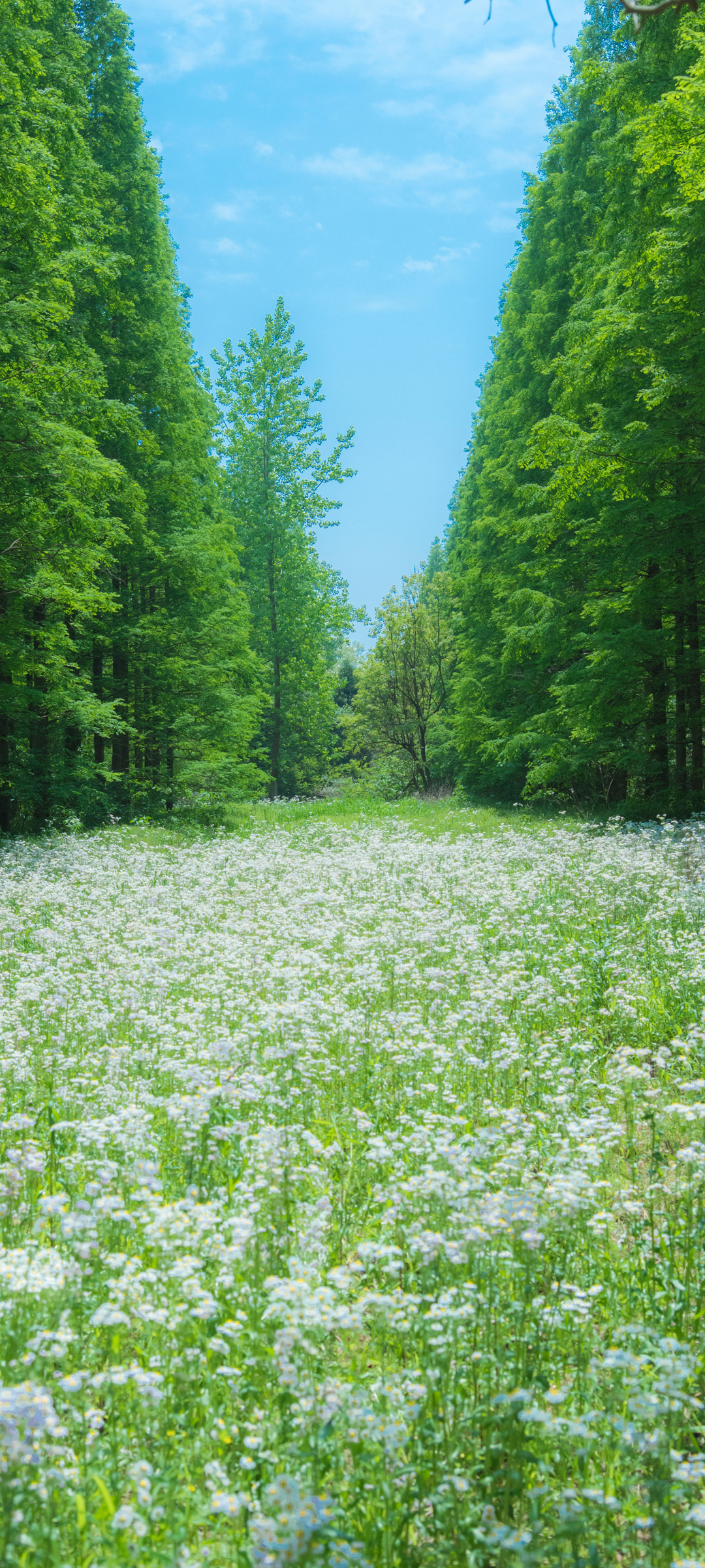 春日绿意盎然，鲜花盛开、树林葱翠的自然美景，免费手机壁纸任你下载