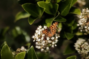 polygonia 蝴蝶 花 叶 宏观 模糊 4k壁纸 3840x2160