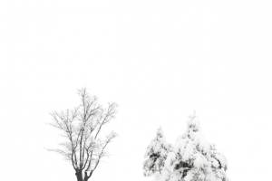 雪后的树矢量图源文件