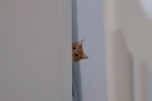猫 偷窥 有趣 宠物 4k壁纸 3840x2160