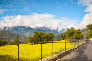 唯美绿色风景