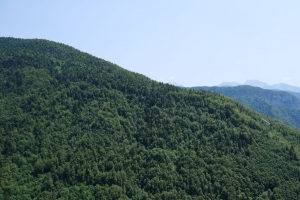 树木 森林 自然 丘陵 4k壁纸 3840x2160