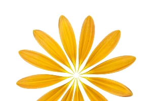 黄色的花瓣