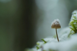 蘑菇 雪 模糊 宏观 4k壁纸 3840x2160