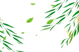 飘散的树叶，柳叶叶子春天