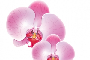 粉色的花