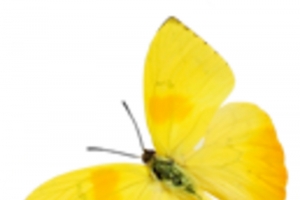 黄色飞扬卡通蝴蝶