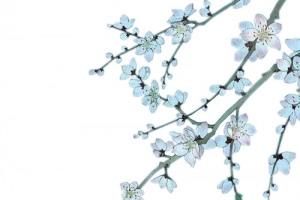 水彩红色桃花树枝