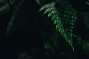蕨类植物 叶子 绿色 雕刻 深色 阴影 4k壁纸 3840x2160