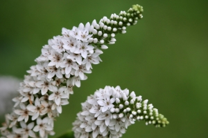 植物 鲜花 5k 简洁护眼桌面 高清壁纸