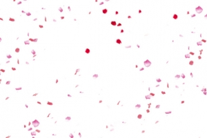 桃花花瓣    节日   鲜花