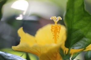 木槿 花瓣 花 黄色 宏观 4k壁纸 3840x2160
