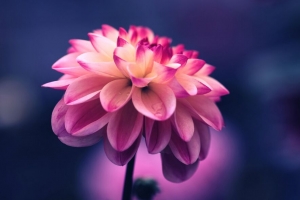 花 粉红色 花瓣 花蕾 特写 4k壁纸 3840x2160