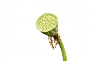 莲蓬 清晰的莲蓬