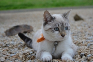 小猫 猫 暹罗猫 枪口 4k壁纸 3840x2160