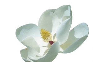 玉兰花白色玉兰花中国风素材漂浮