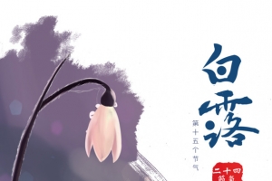 白露二十四节气花朵绿叶
