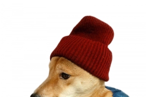 免抠高清PNG透明柴犬动植物动物设计素材免费下载