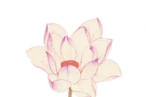 工笔画荷花
