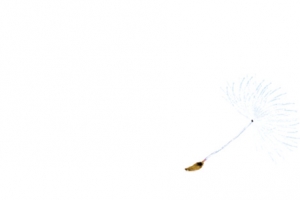 春天清新漂浮蒲公英