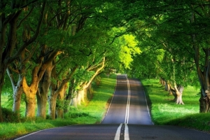 绿色树林乡间小路高清PNG透明背景摄影风景设计素材免费下载