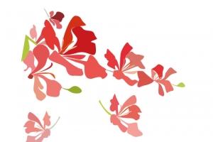 凤凰花插画元素