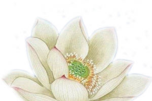 工笔画白色睡莲