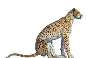 蹲着的猎豹免抠高清PNG透明动物设计素材免费下载