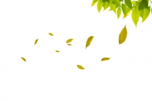 绿色简约树叶漂浮素材