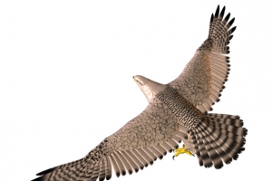 3D飞行鹰高清PNG透明图片-动植物动物设计素材免费下载