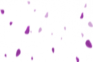 效果海报花瓣设计