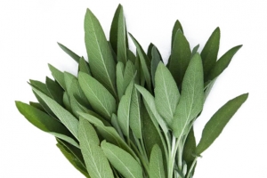 鼠尾草素材