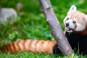 红熊猫 一瞥 动物 有趣的 4k壁纸 3840x2160