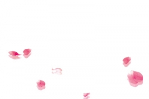 背景透明 花瓣png素材