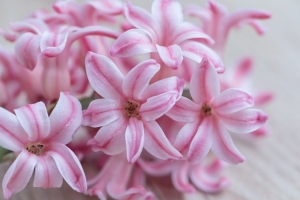 粉色风信子微距摄影，花瓣