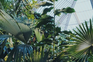 植物 温室 花园 异国 4k壁纸 3840x2160