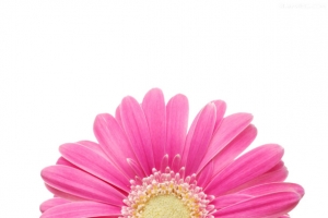 小花png素材