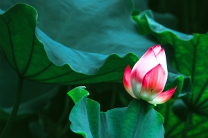 小暑二十四节气海报
