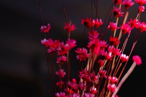 花 花束 花瓶 粉红色 4k壁纸 3840x2160